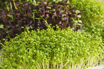 Different kinds of micro greens