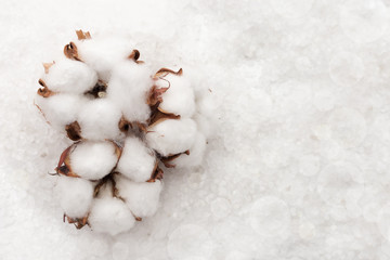Three fluffy flower of cotton plant on a light background with copy space and bokeh. Close-up. Spa background.