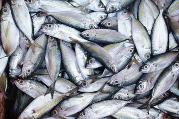fresh fish raw material for food industrial