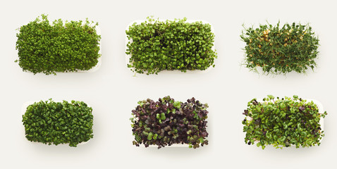 Micro greens growing in plastic bowl top view