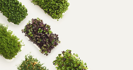 Micro greens growing in plastic bowl top view