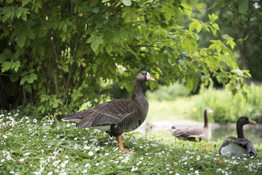 Geese resting among green grass on a sunny day 