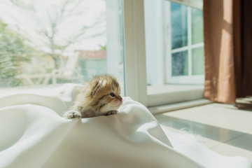 Cute lazy kitten
