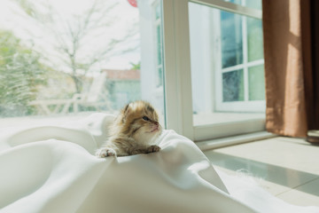 Cute lazy kitten