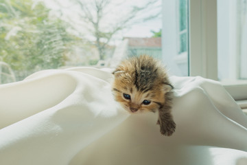 Cute lazy kitten