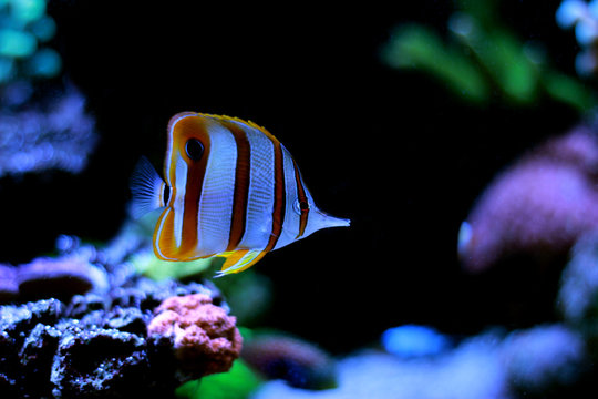 Nasenfisch Bilder Durchsuchen 1,054 Archivfotos, und