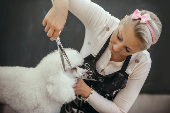 Grooming a little dog in a hair salon for dogs