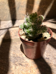 Small cactus with shadows