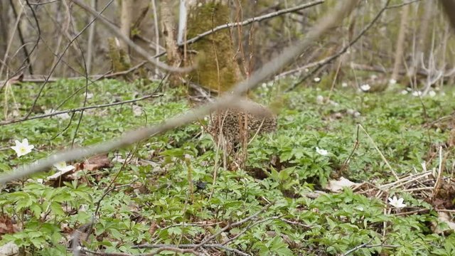 Wild hedgehog in spring woods
