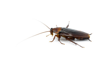 cockroach on white background isolated with copy space for writing text