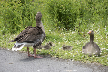 Family of geese with two baby birds sitting in green grass