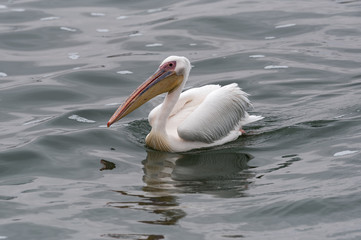 Fototapeta na wymiar swimming great white pelican in Walvis Bay, Namibia