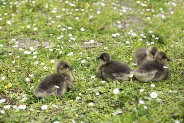 Four baby geese sitting on green grass covered with daisys