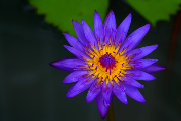 Purple lotus bloom.