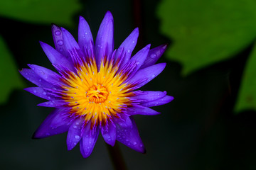 Purple lotus bloom.