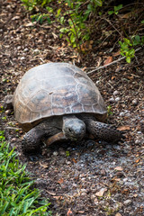 Tortoise in my front yard. 