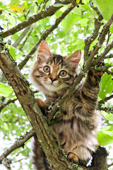 Naklejka na ściany i meble scared tabby kitten sitting on apple tree