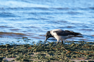 Crow collects food on the beach in the surf