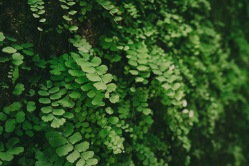 Greenery of ferns leaves background.
