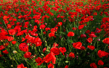 wild red poppy field 
