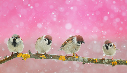 a lot of funny little birds sitting in a beautiful Christmas Park during a snowfall