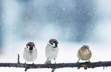 three funny birds are sitting in fancy Christmas Park during a snowfall
