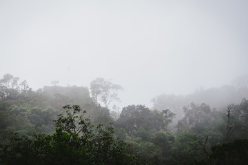 Obraz na płótnie Canvas Misty rainforest with steam and moisture.