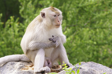 Monkey sitting on the rock look for food