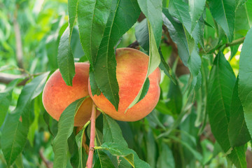 Two ripe peaches grow on a tree.