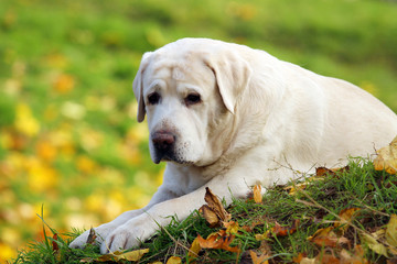 the yellow labrador in the park in autumn