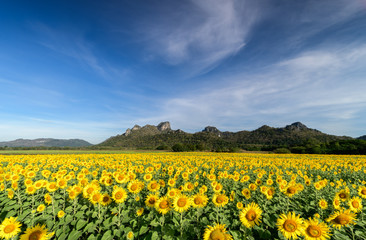 Fototapeta premium beautiful sunflower fields with moutain background