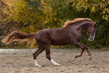 Beautiful red horse gallop on freedom autumn