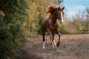 Beautiful red horse gallop on freedom autumn