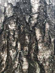 Tree bark background.