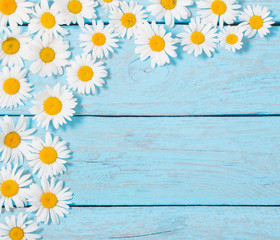 chamomile flowers on blue wooden background