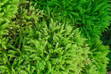 Branches of Canadian spruce with needles as a background