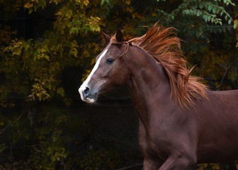 Portrait of a red beautiful  horse in motion autumn