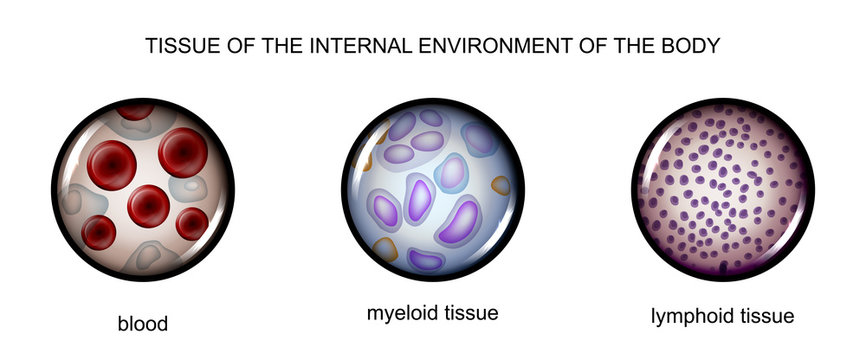 tissues of the internal environment: blood, lymph, tissue myelin