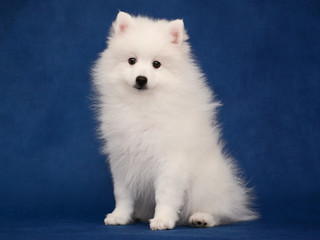 Puppy of Japanese white spitz sitting on blue background