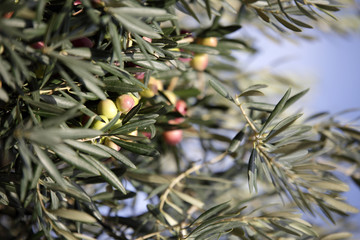 Ramoscelli olive mature e foglie verdi