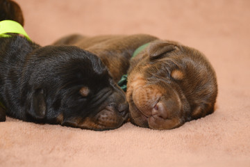 Two new born puppies sleeping