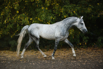 Obraz na płótnie Canvas The beautiful gray stallion on freedom autumn