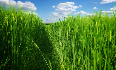 Obraz premium Wheat field against a blue sky