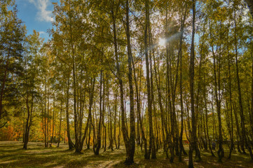 Landscape of nature in September.