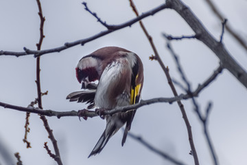 Goldfinch on a branch in a tree with grey cloudy sky in the netherlands