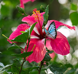 Blue Wanderer butterfly Pareronia valeria on a pink flower of Hibiscus © Dmitrii