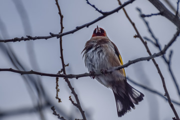 Goldfinch on a branch in a tree with grey cloudy sky in the netherlands