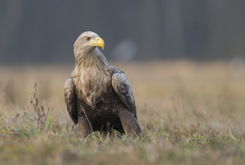 White tailed Eagle (Haliaeetus albicilla)