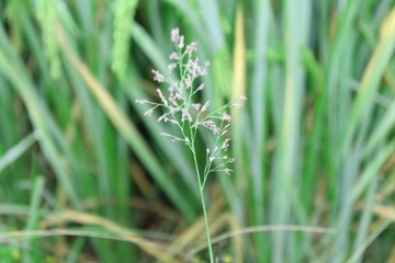Little grass plant