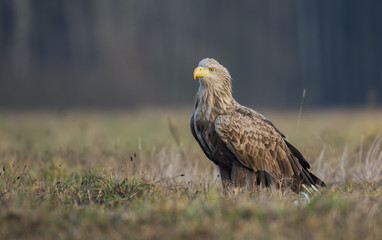 White tailed Eagle (Haliaeetus albicilla)